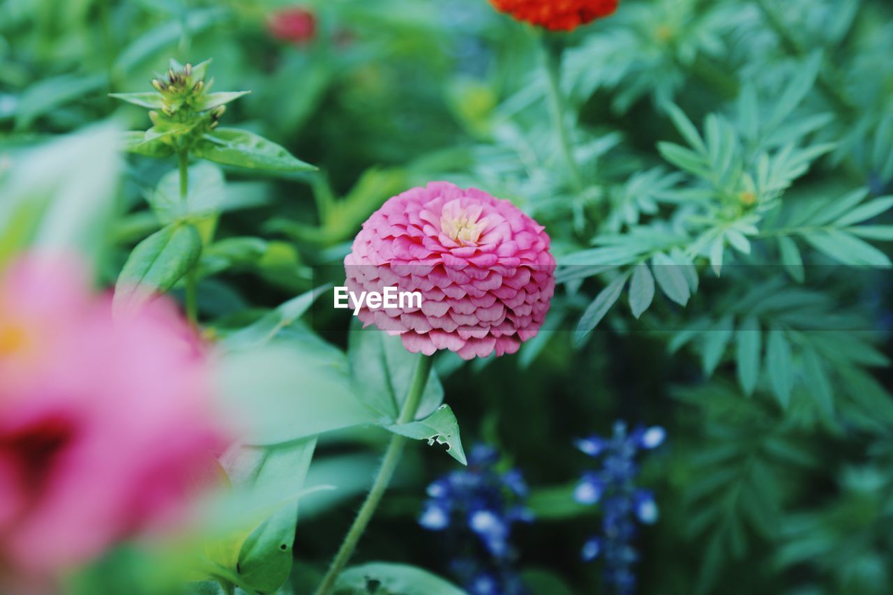 Close-up of pink flowers blooming outdoors