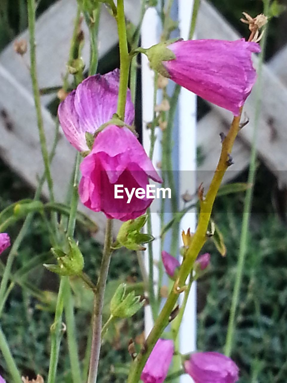 CLOSE-UP OF PINK FLOWERS BLOOMING