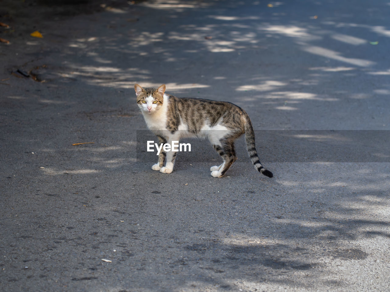 PORTRAIT OF A CAT WALKING ON ROAD IN CITY