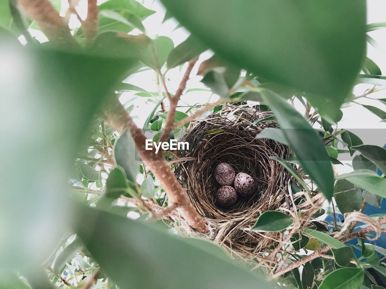 High angle view of eggs in bird nest on tree