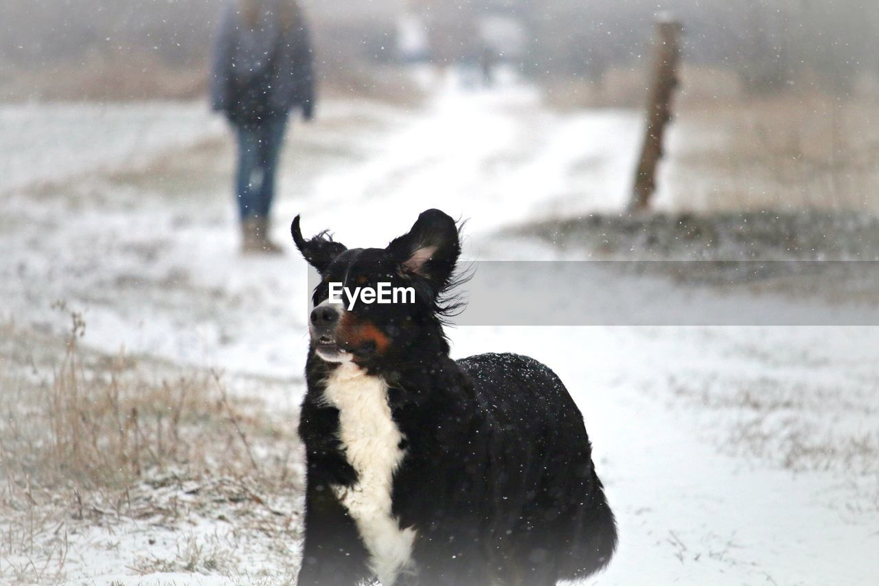 DOG ON A SNOW