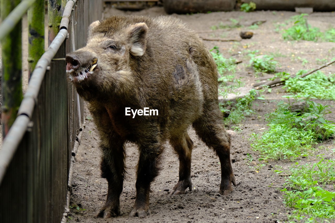 Upset boar