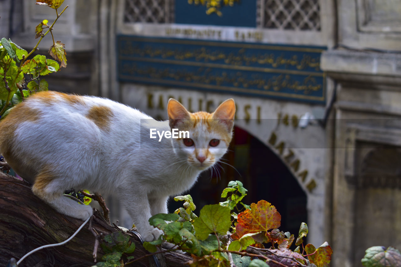 CLOSE-UP OF A CAT WITH FLOWER