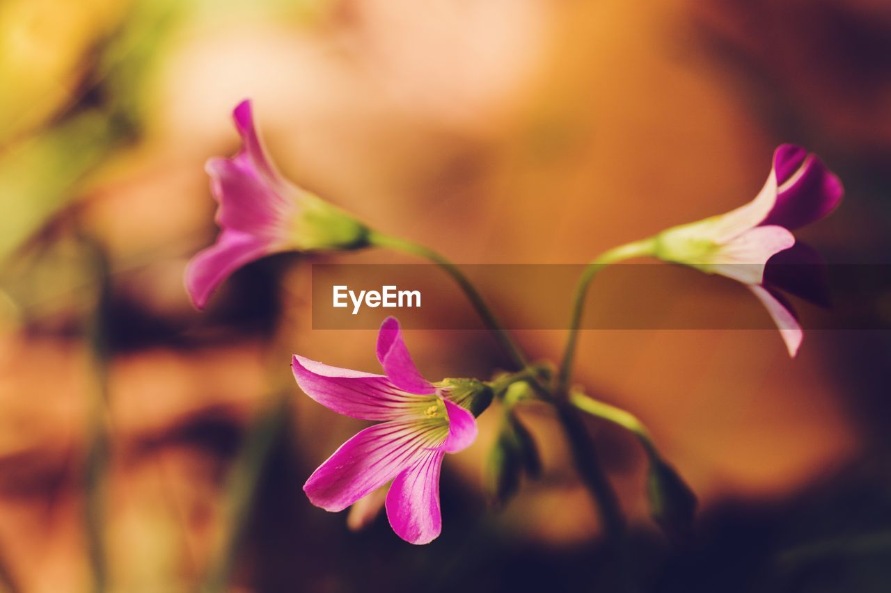 CLOSE-UP OF PINK FLOWER