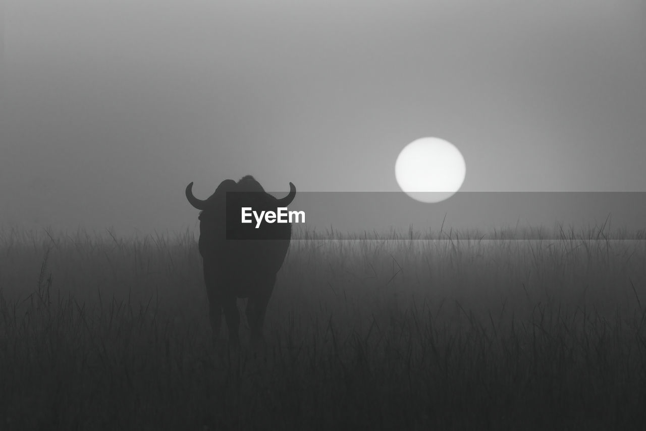 Mono buffalo in grass during misty sunrise