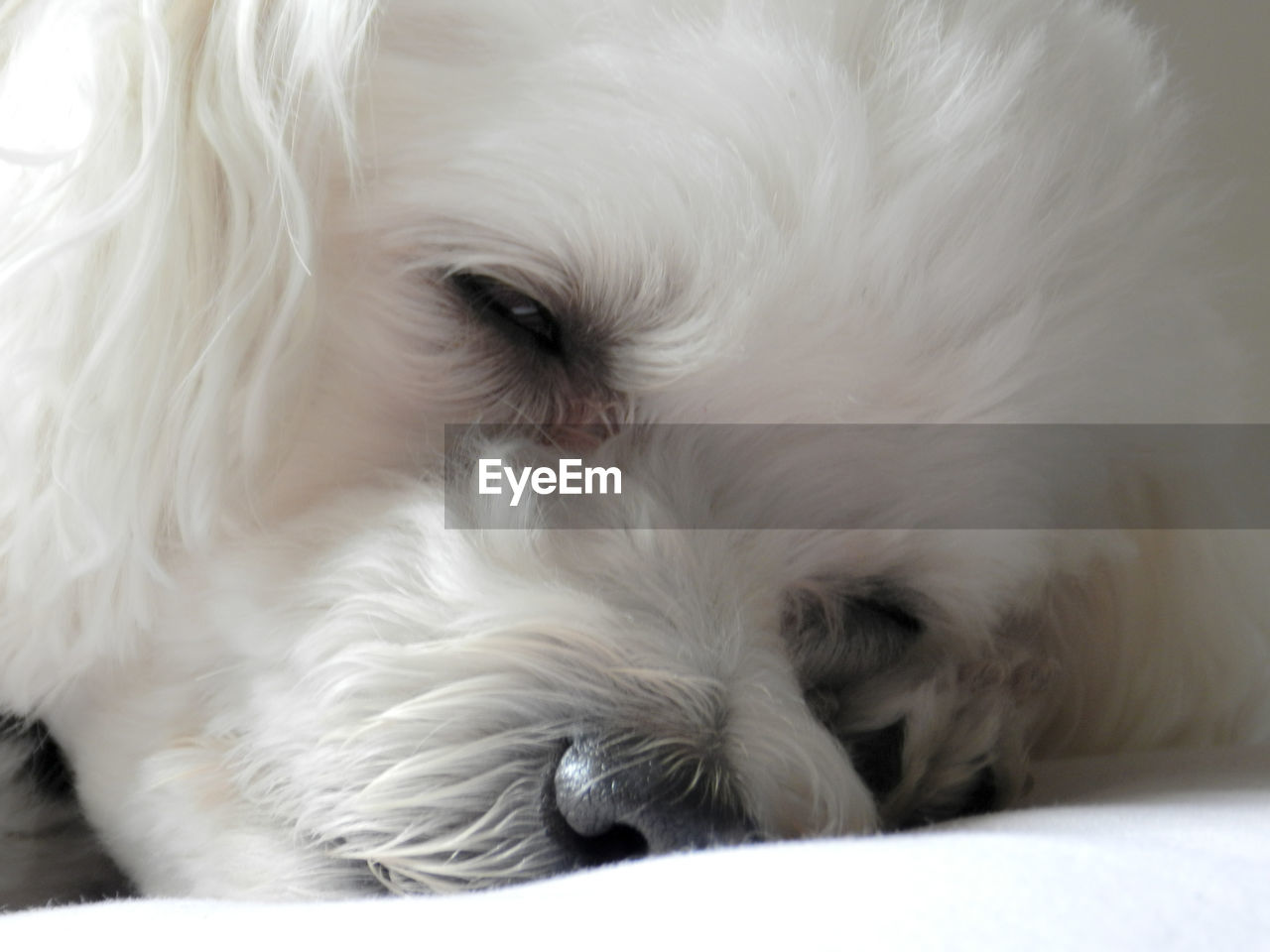 Close-up of white dog relaxing on bed