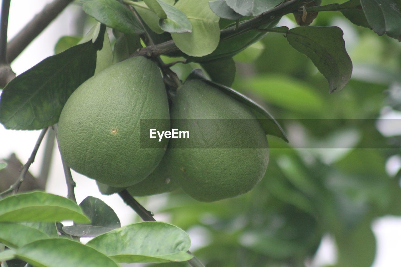 Close-up of fruit growing on tree