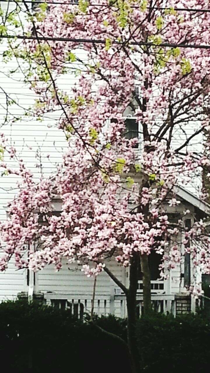 LOW ANGLE VIEW OF PINK FLOWERS ON TREE