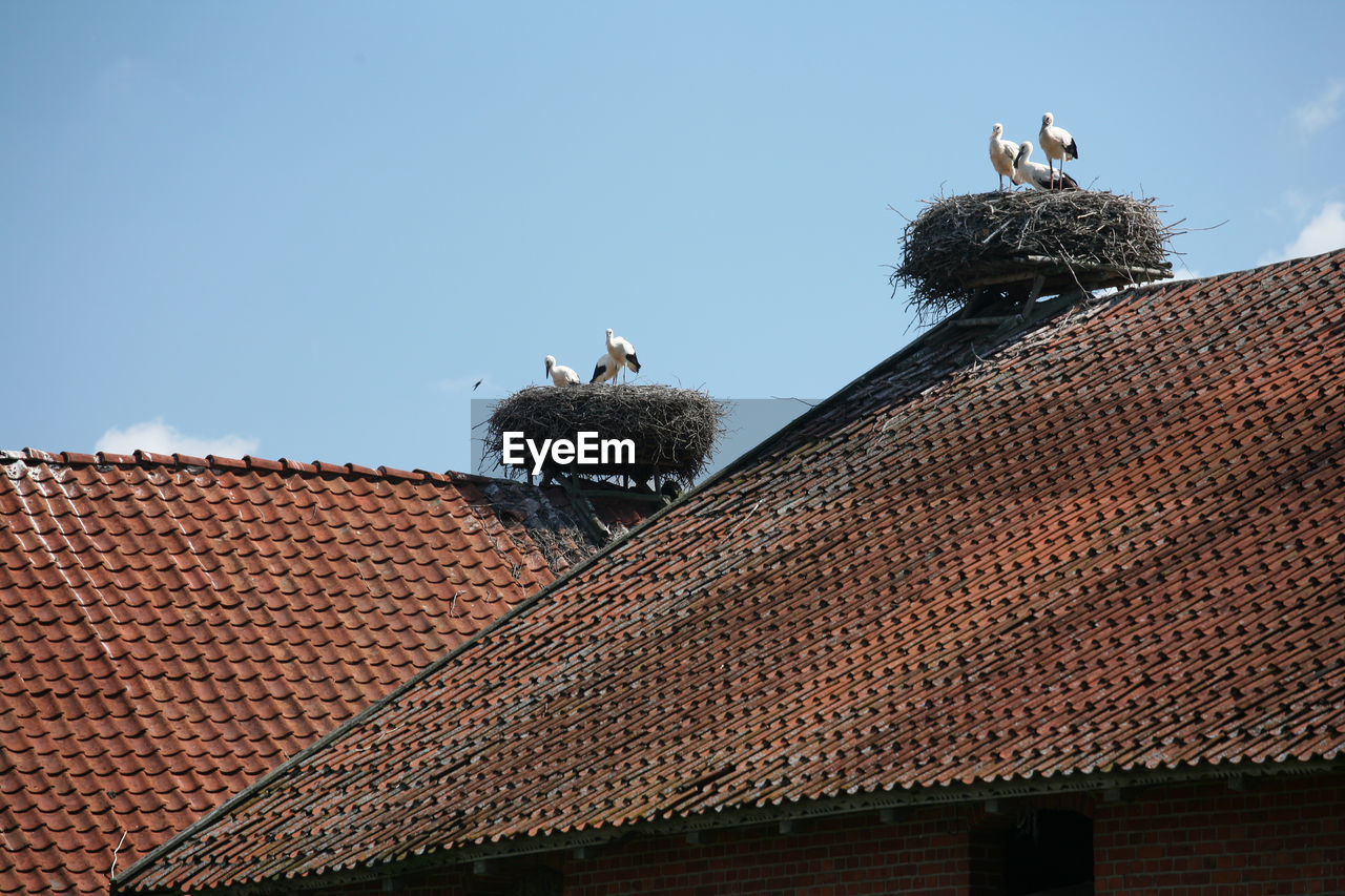 LOW ANGLE VIEW OF BIRDS PERCHING ON ROOF AGAINST SKY