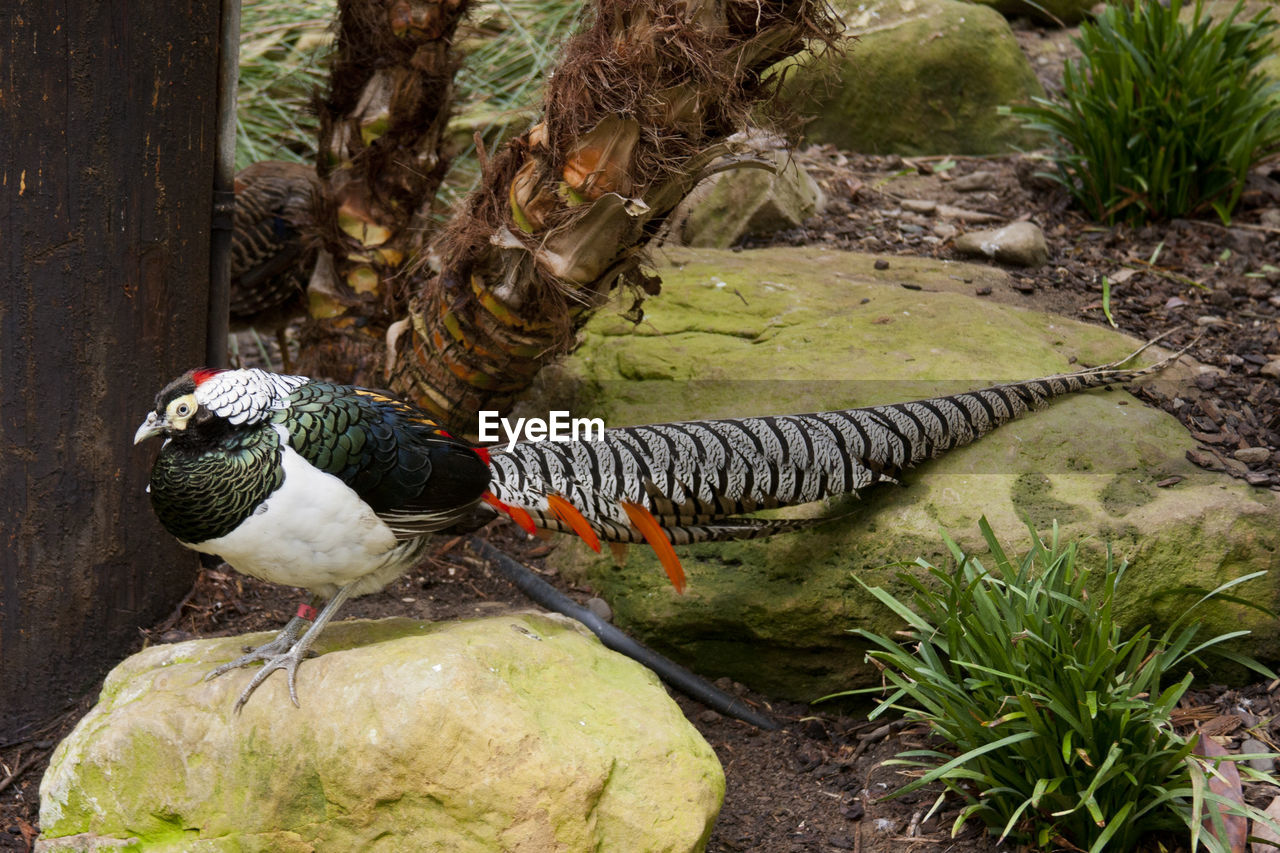 BIRD PERCHING ON PLANT BY PLANTS