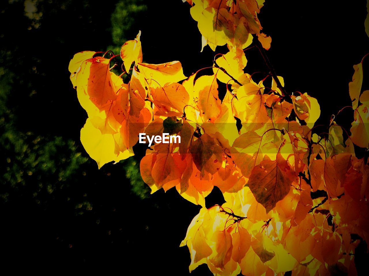 CLOSE-UP OF ORANGE LEAVES