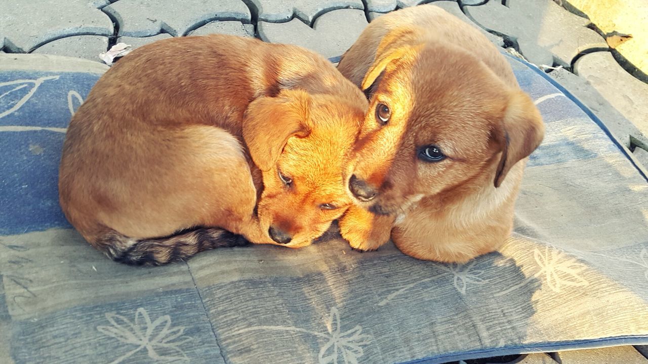 Two dogs lying on blanket