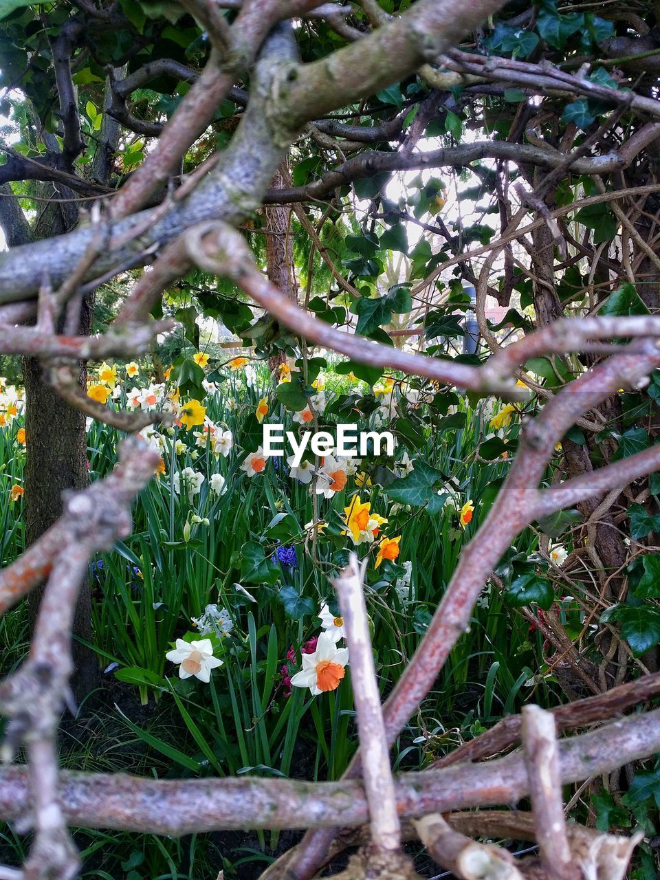 CLOSE-UP OF FLOWER TREE