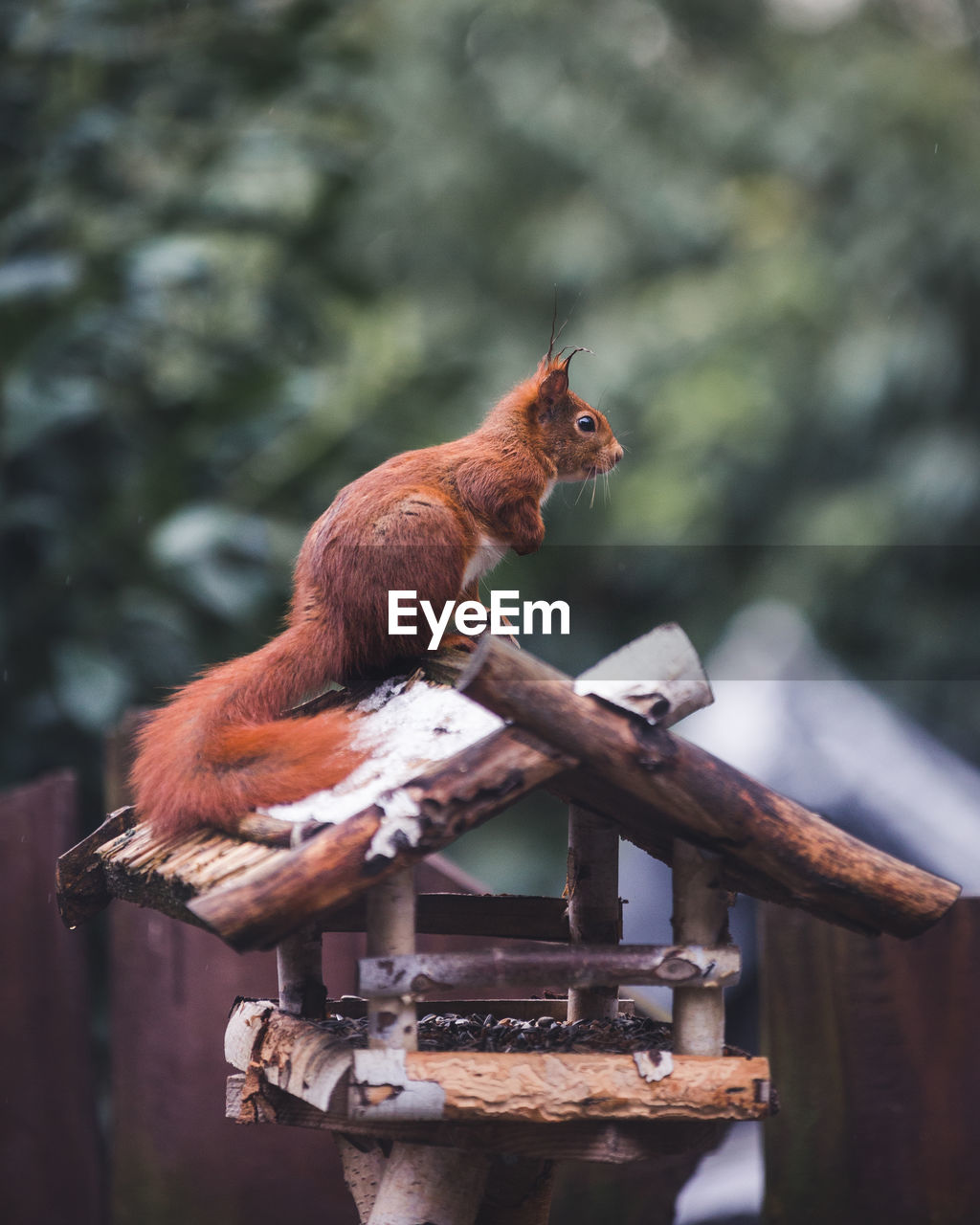 Squirrel sitting on a bird house