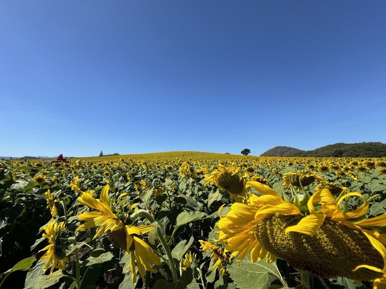 sunflower, flower, landscape, plant, sky, yellow, nature, field, beauty in nature, land, growth, environment, agriculture, rural scene, clear sky, flowering plant, blue, scenics - nature, freshness, no people, crop, flower head, tranquility, day, copy space, farm, sunny, outdoors, food, tranquil scene, fragility, food and drink, sunlight, sunflower seed, inflorescence, non-urban scene, petal