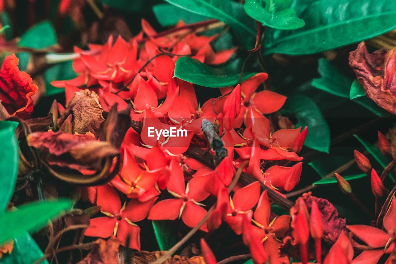 Detail shot of flowers against blurred background