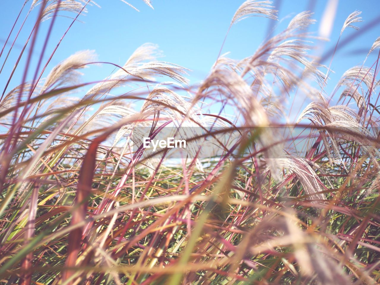 CLOSE-UP OF PLANT AGAINST CLEAR SKY