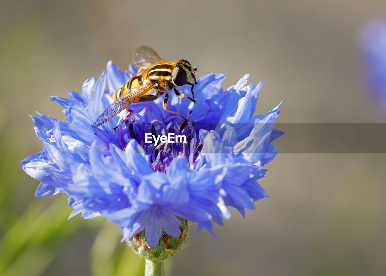 CLOSE-UP OF HONEY BEE ON PURPLE FLOWER