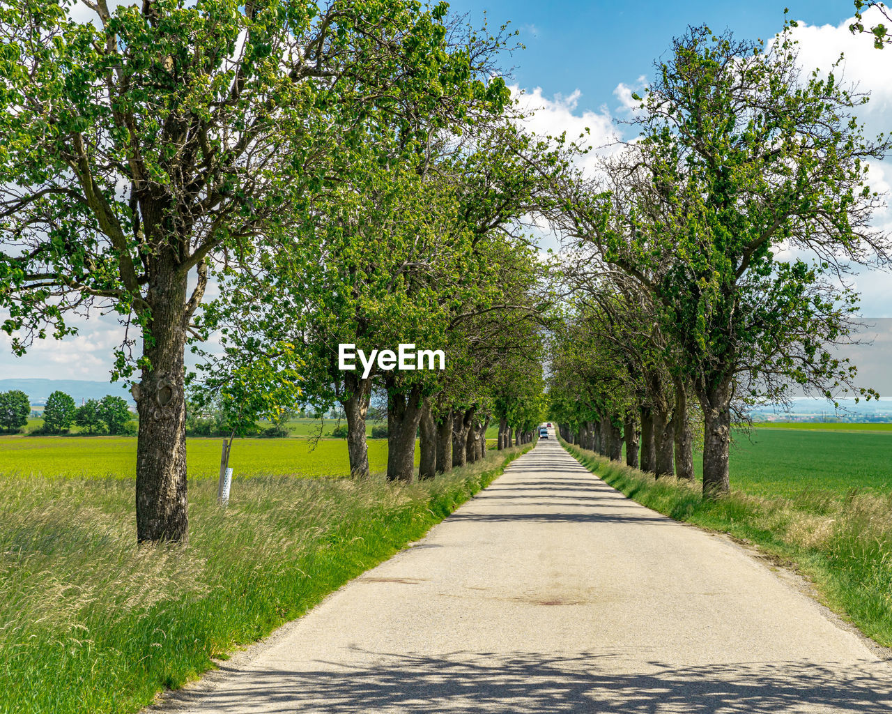 EMPTY ROAD AMIDST TREES