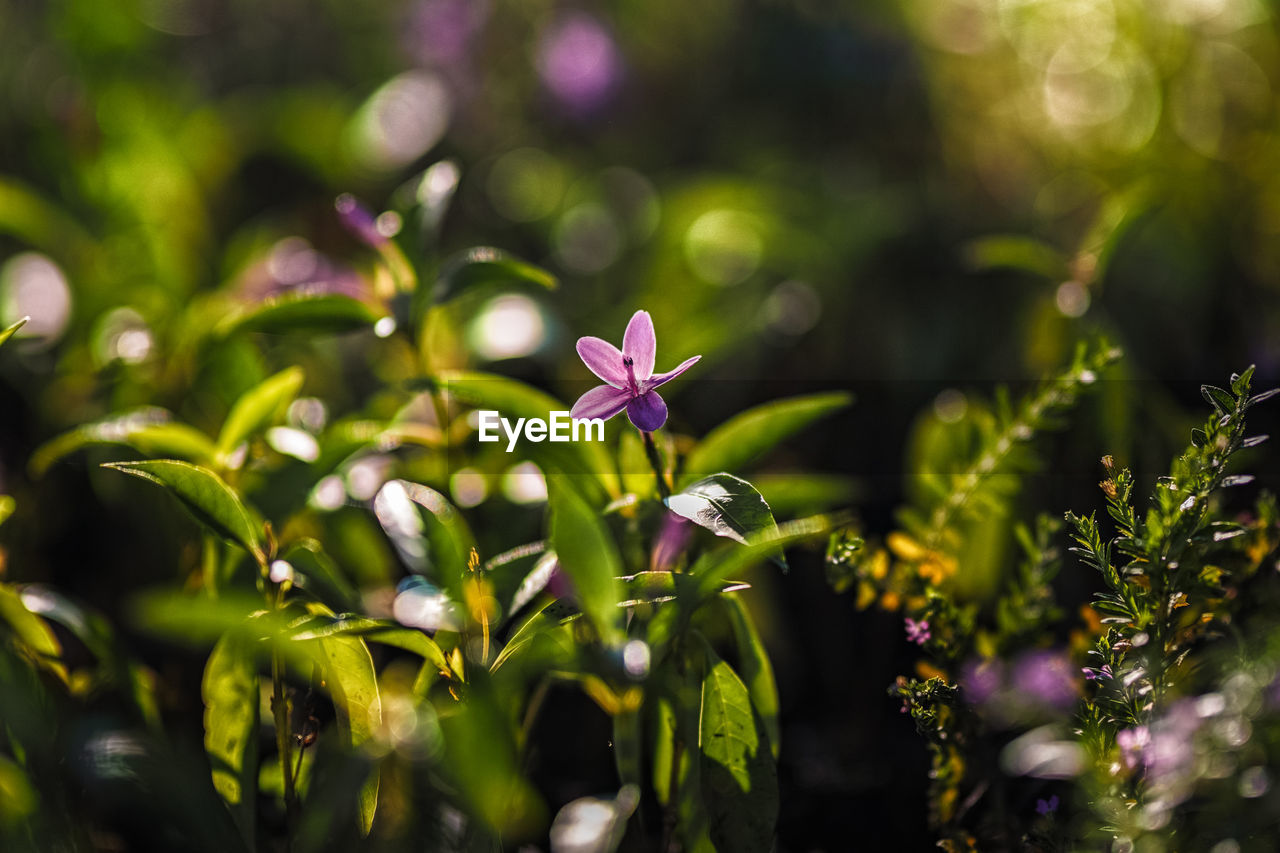 Close-up of purple flowering plant on field