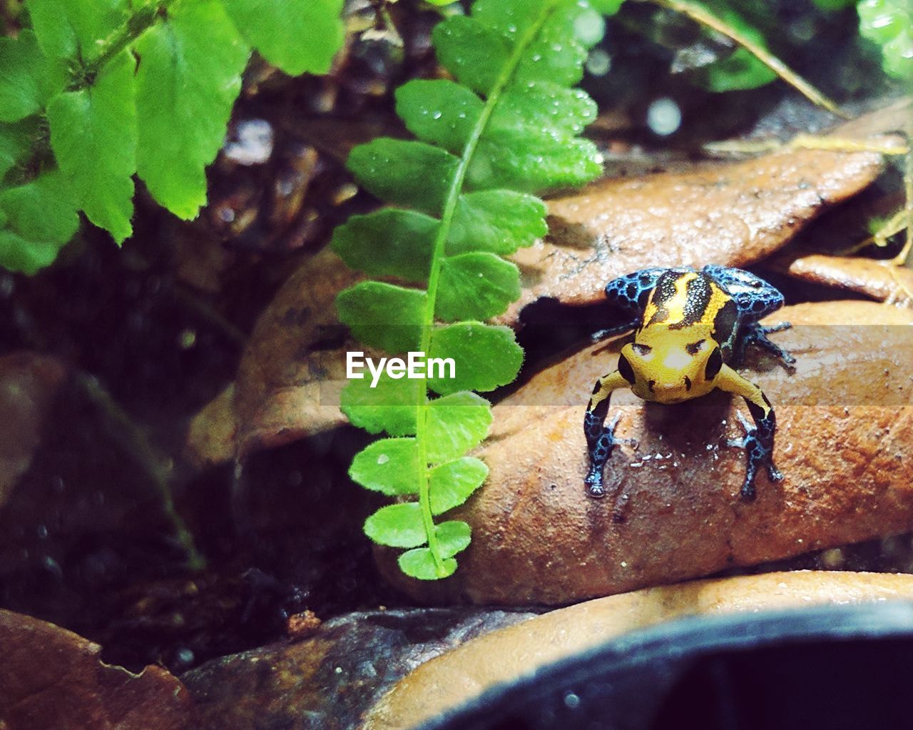 Close-up of poison arrow frog on rock