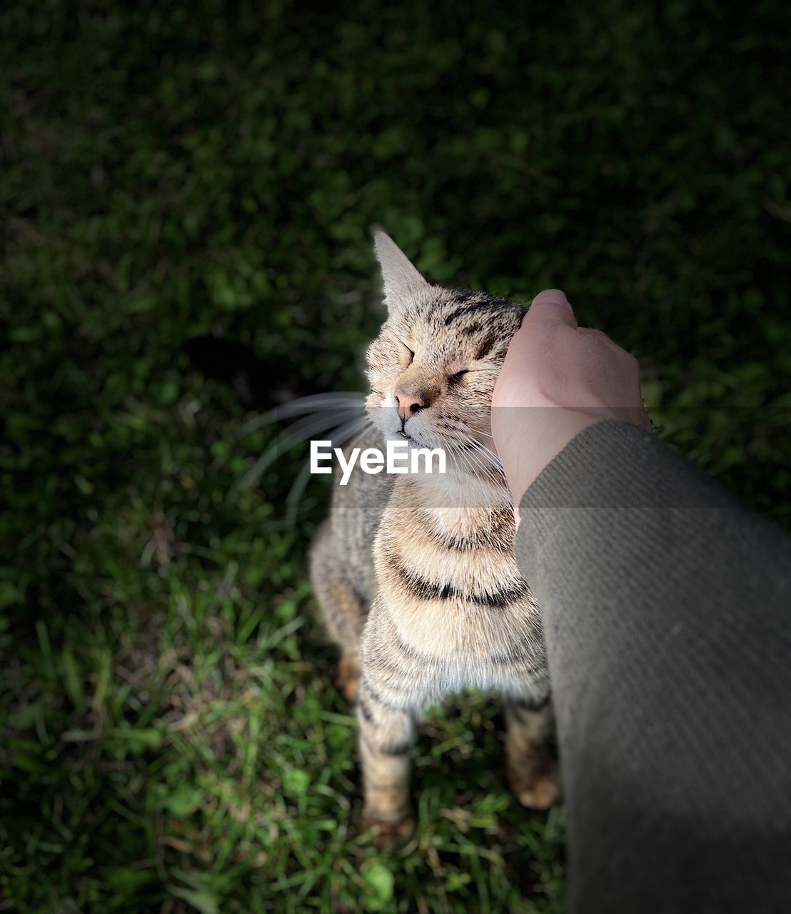 LOW SECTION OF PERSON WITH CAT ON HAND AGAINST TREE