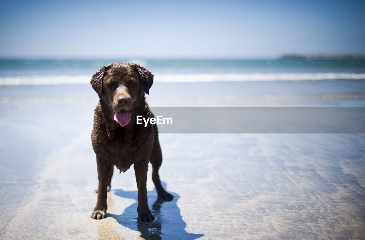 dog, canine, one animal, pet, domestic animals, animal, animal themes, mammal, water, beach, blue, sea, nature, sky, labrador retriever, land, horizon over water, no people, day, horizon, portrait, retriever, motion, looking at camera, reflection, outdoors, morning, full length, sunlight, sticking out tongue, facial expression, focus on foreground, carnivore