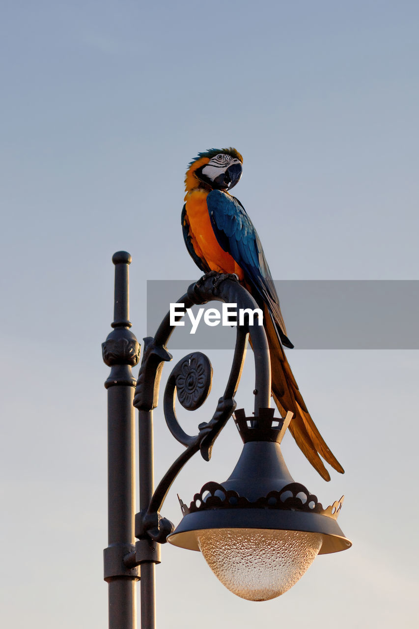 Orange blue parrot macaw on top of antique lamp pole, clear background.