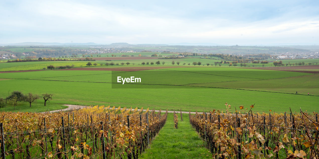 landscape, agriculture, field, environment, land, rural scene, plant, scenics - nature, sky, nature, crop, growth, plain, beauty in nature, farm, rural area, tranquility, cloud, grassland, green, tranquil scene, paddy field, no people, food and drink, prairie, food, grass, day, hill, vineyard, outdoors, pasture, soil, idyllic, cereal plant, meadow, tree, non-urban scene, plantation, fruit, architecture