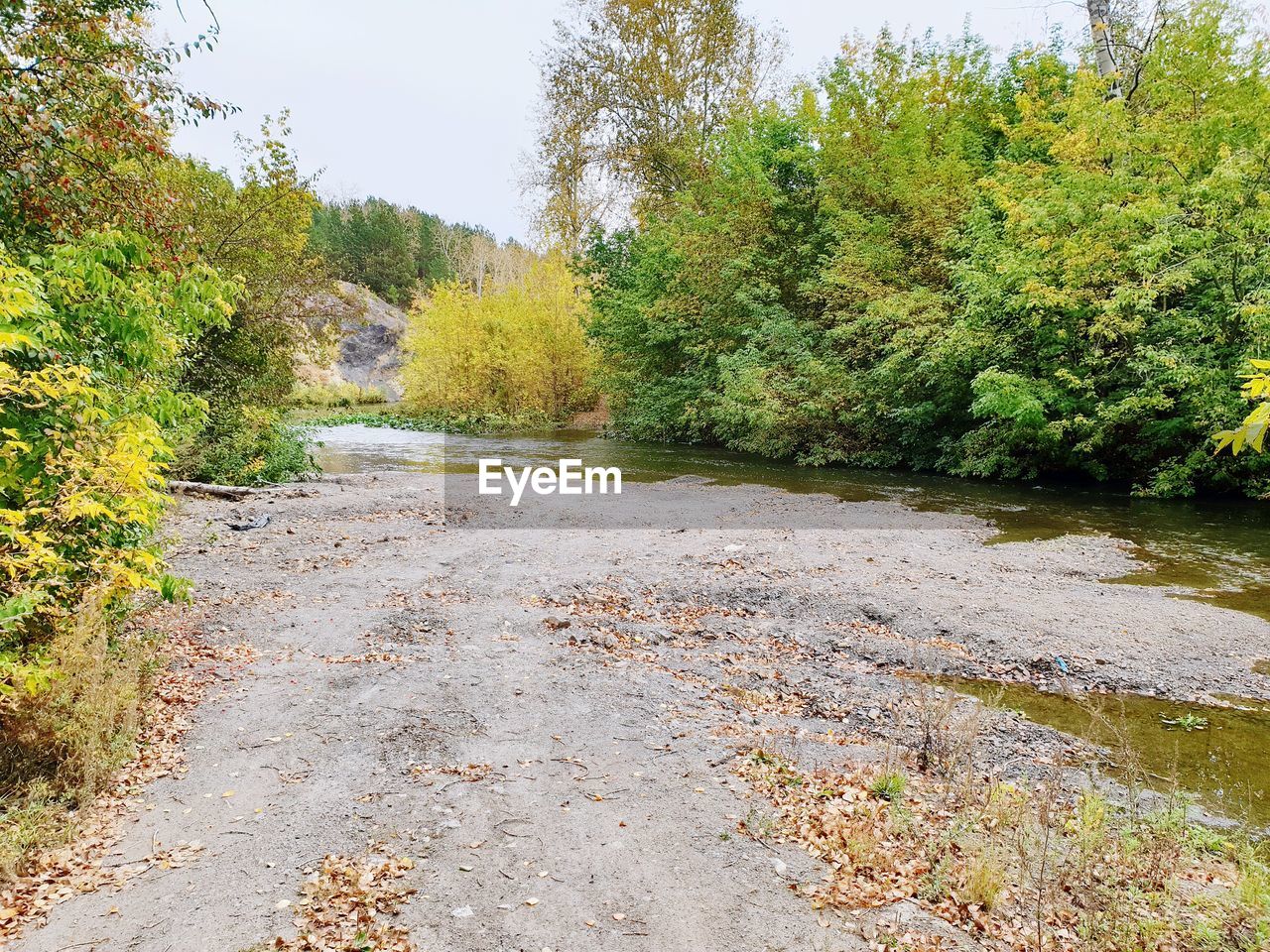 ROAD AMIDST TREES IN FOREST