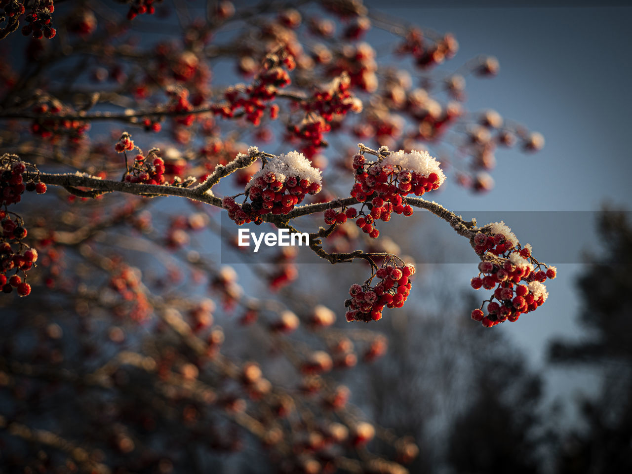 Red red berries