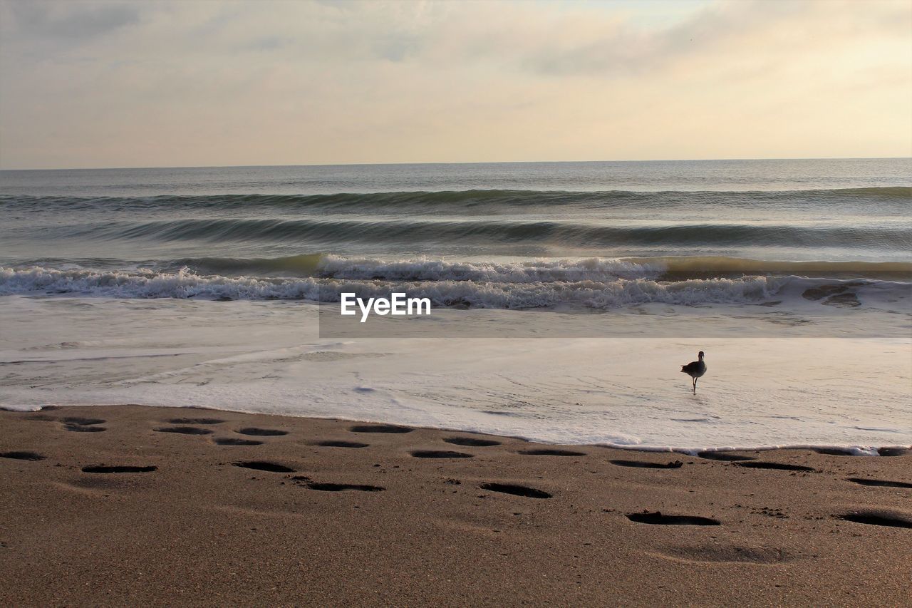 Willet on beach against sky