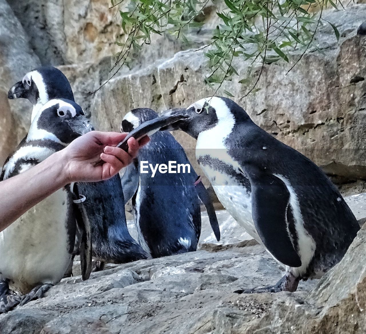 FULL LENGTH OF HAND FEEDING BIRD