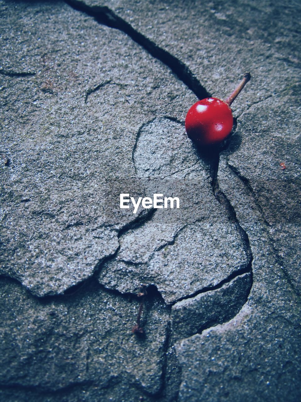 High angle view of red berry on rock