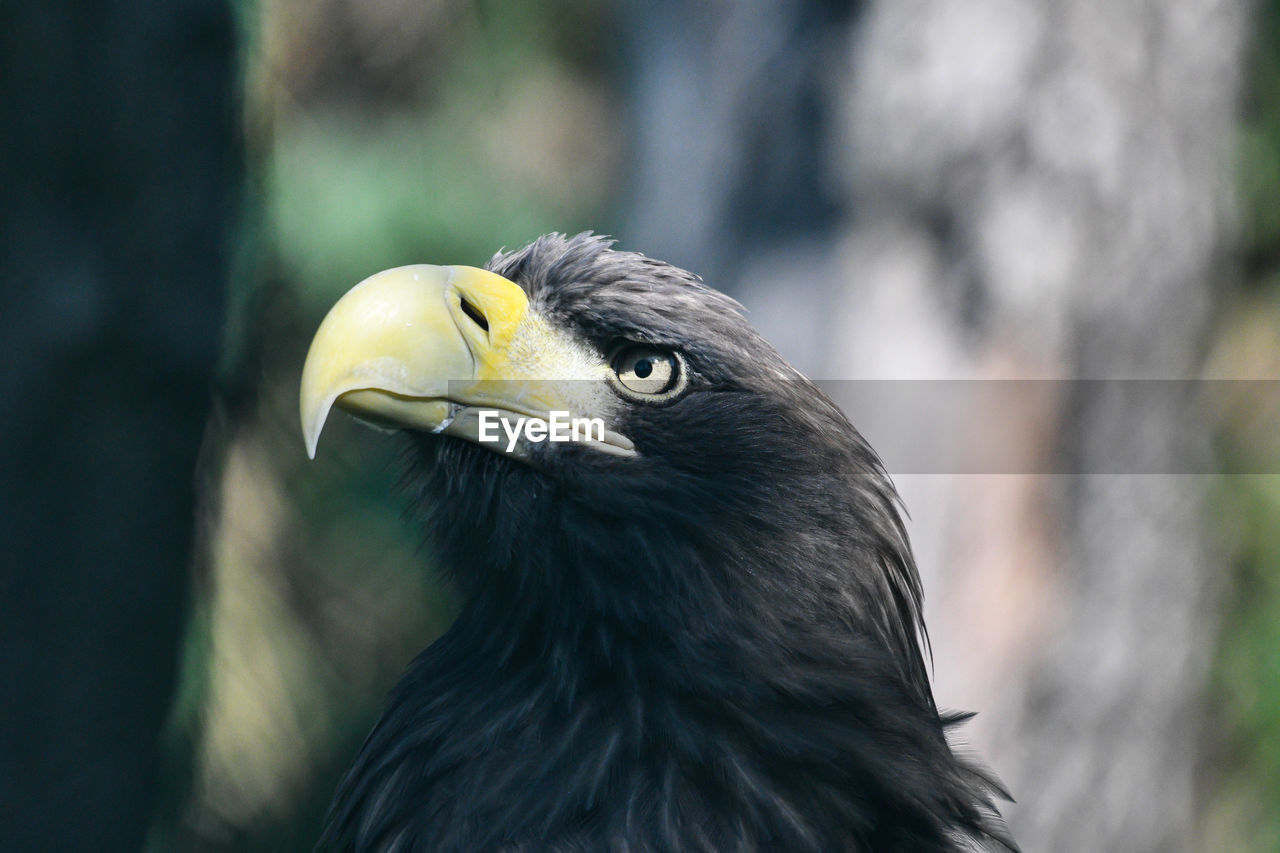 Close-up of bird