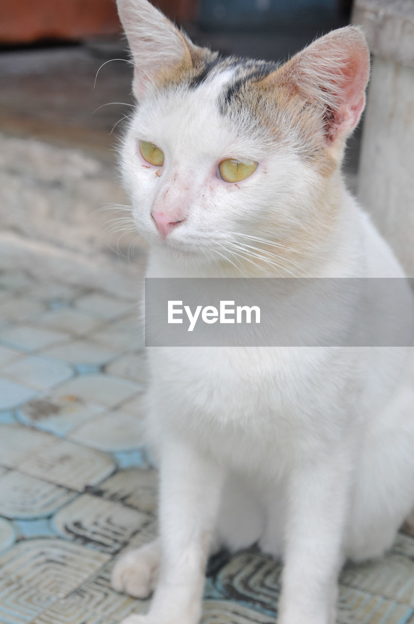 CLOSE-UP OF CAT LOOKING AWAY OUTDOORS