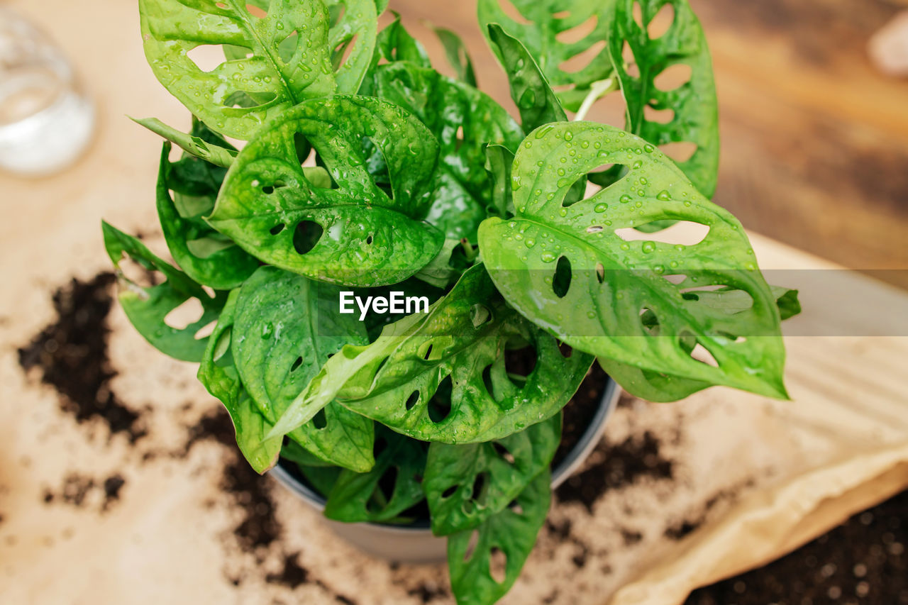 close-up of fresh green leaves