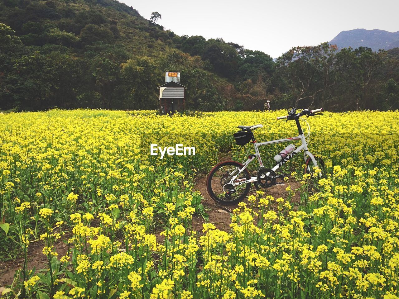 YELLOW FLOWERS IN FIELD