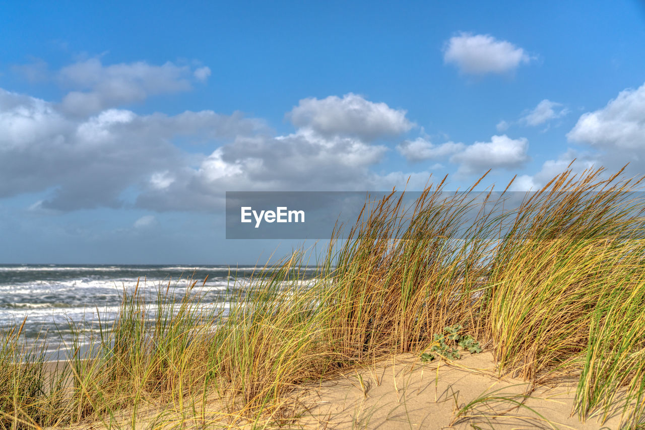 Plants growing on beach against sky