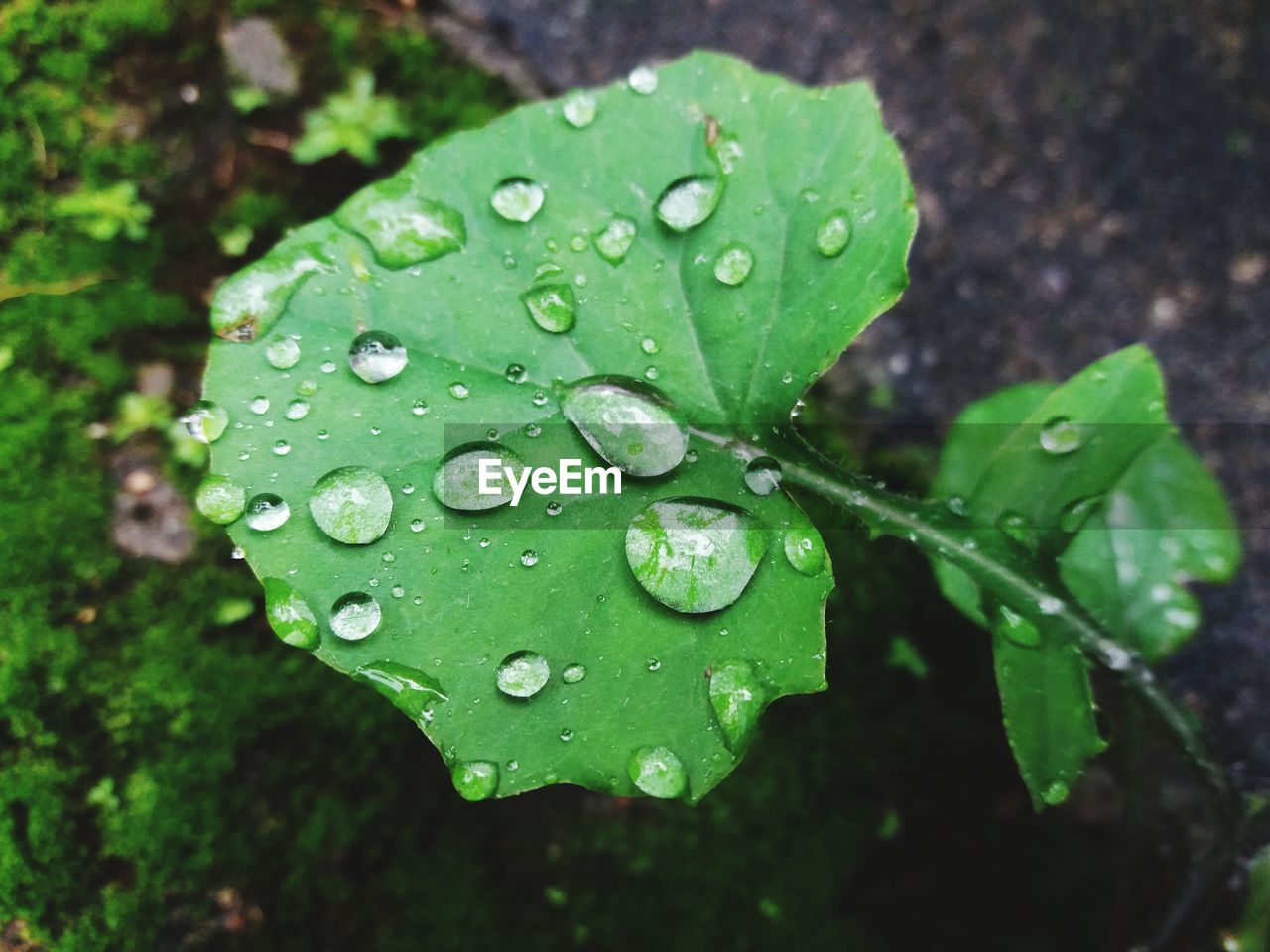 Close-up of raindrops on leaves