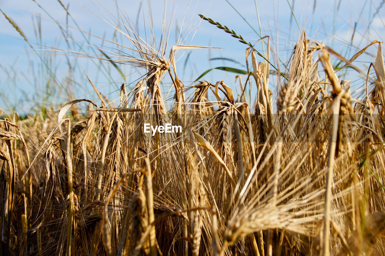 Close-up of wheat plants on field against sky