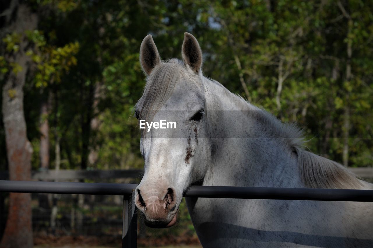 CLOSE-UP OF WHITE HORSE IN RANCH AGAINST TREES