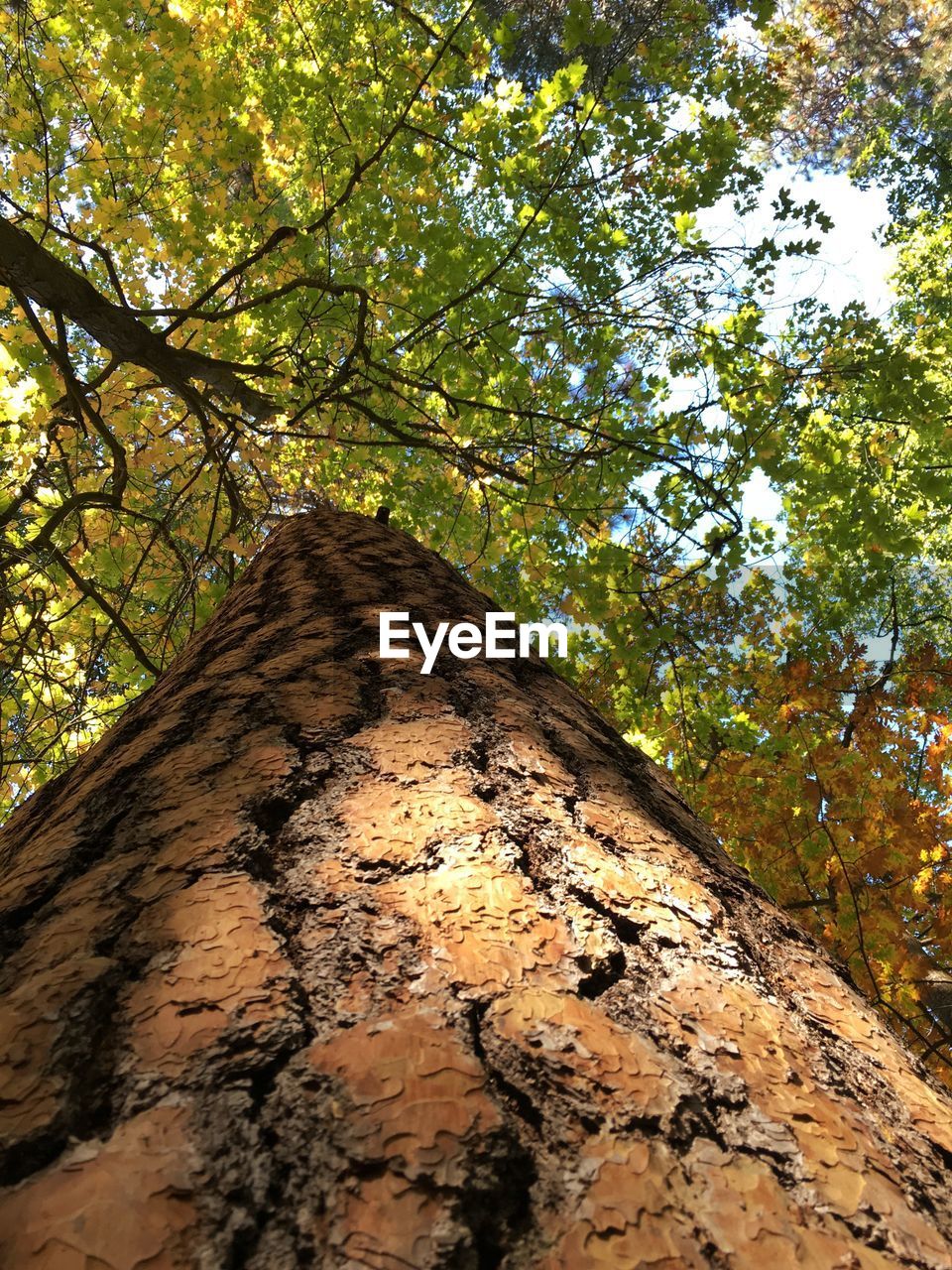 LOW ANGLE VIEW OF TREES IN THE FOREST