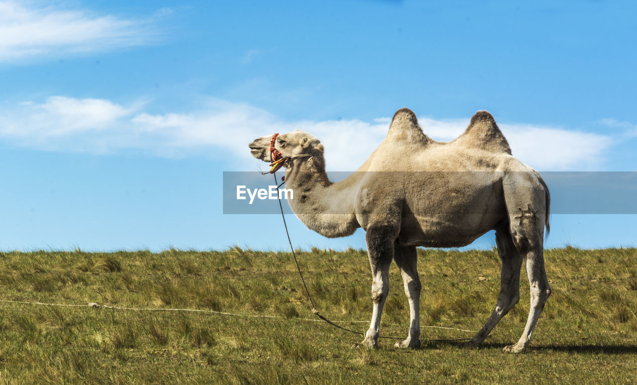 Camel standing on field against sky