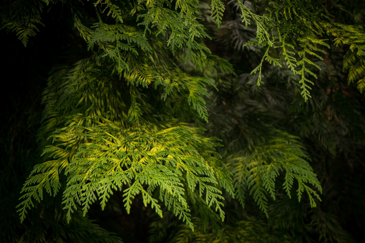 Green tree ferns in forest