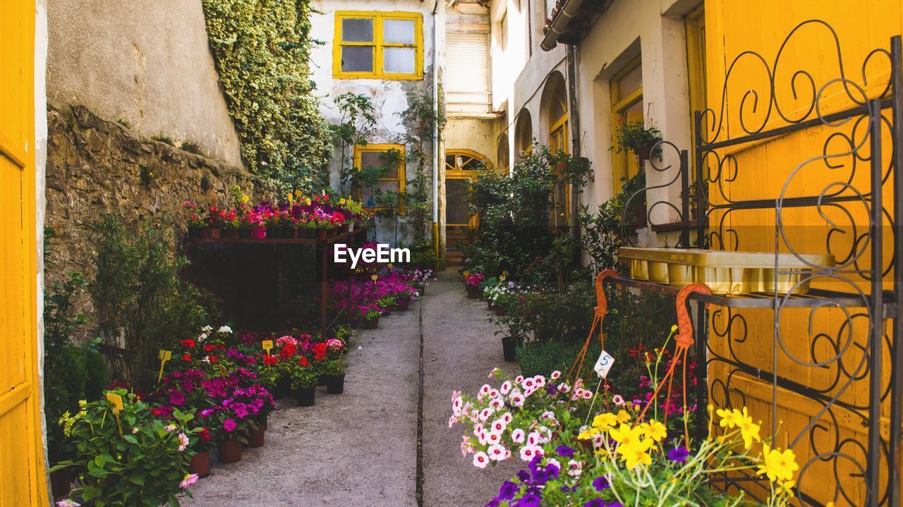 FLOWERS ON WALKWAY