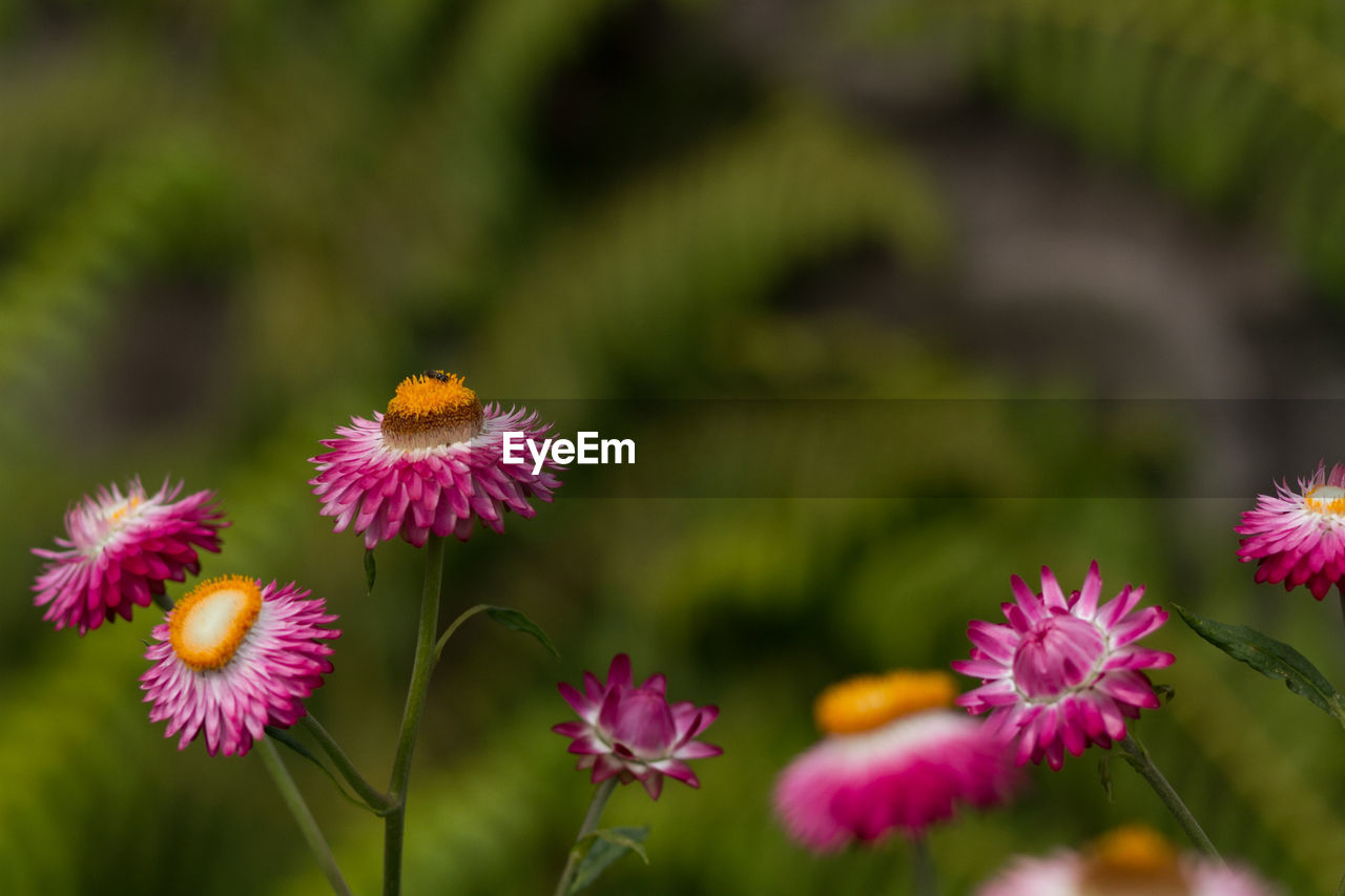 Close-up of coneflowers blooming outdoors