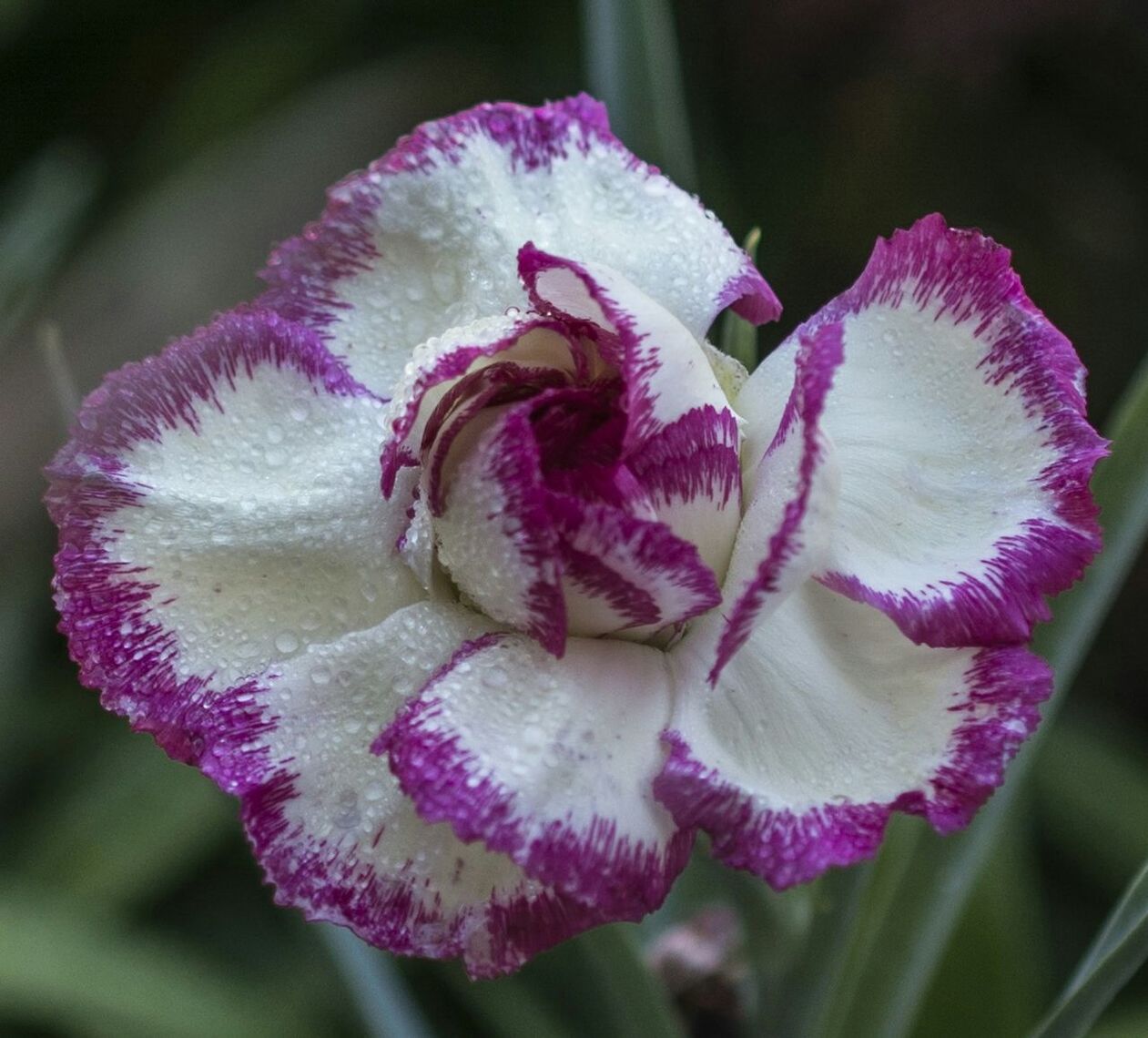 CLOSE-UP OF PINK FLOWERS BLOOMING