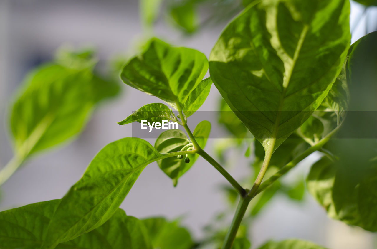 CLOSE-UP OF GREEN LEAVES ON PLANT