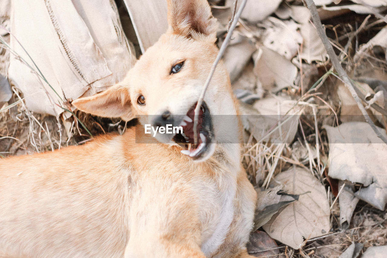 DOG SITTING ON DIRT